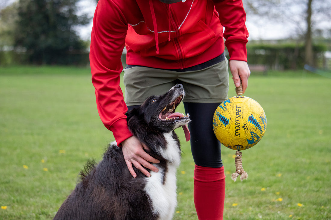 Using Toys to Improve Obedience and Bond