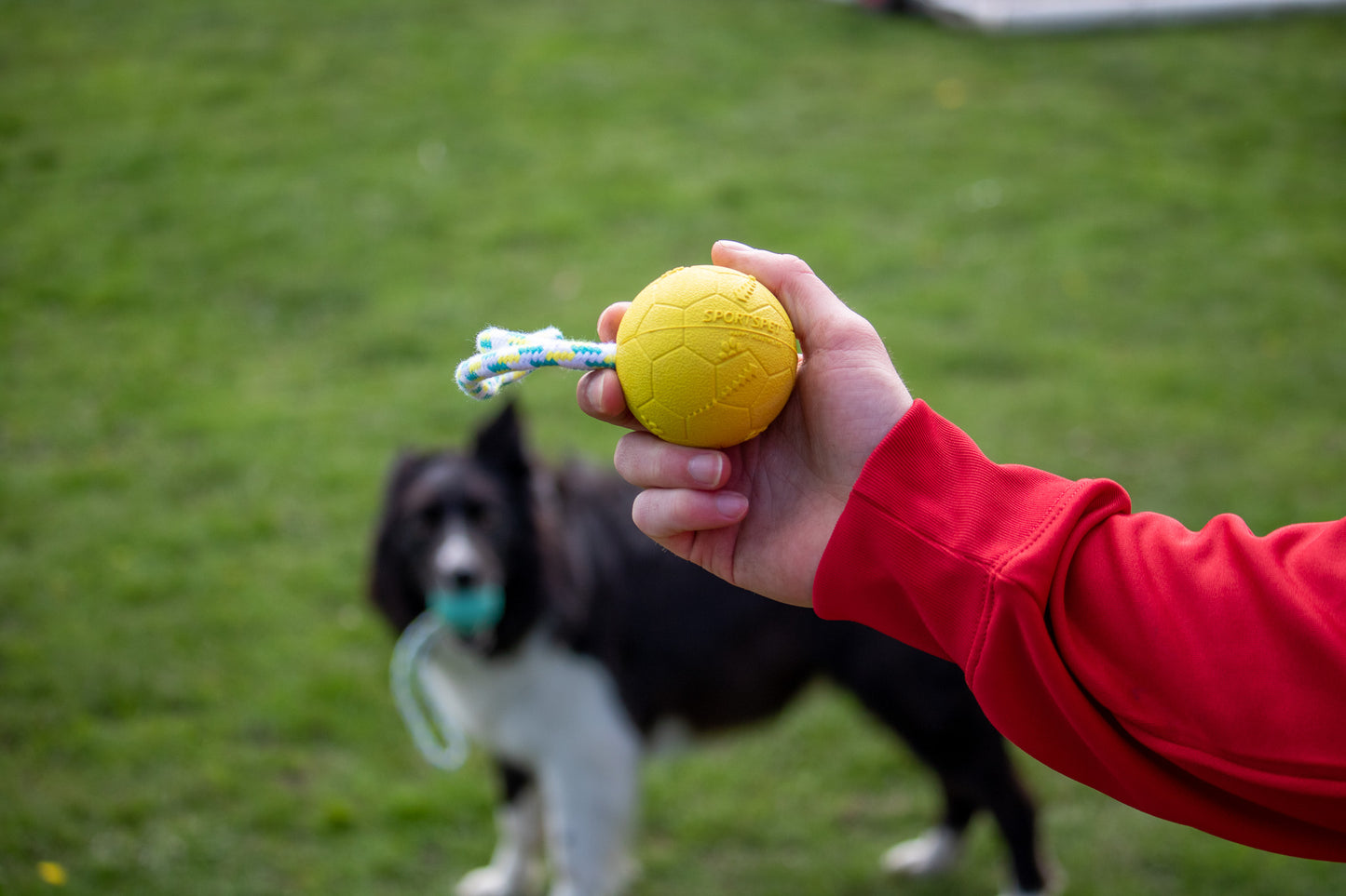 SPORTSPET Football Bounce on a Rope