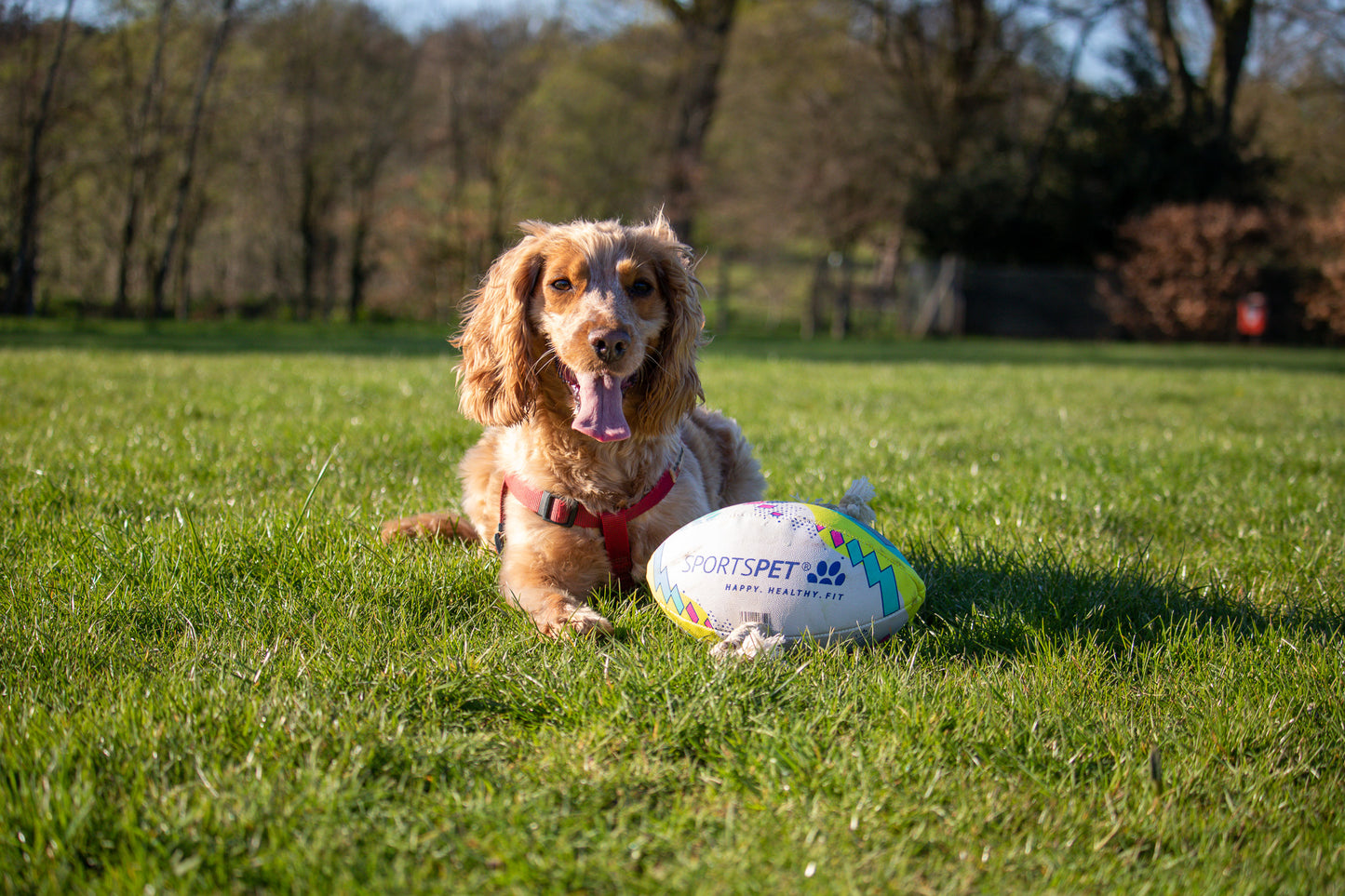 SPORTSPET Rugby Balls