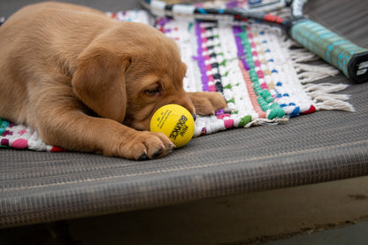 SPORTSPET mini Bounce 8pk - Puppy