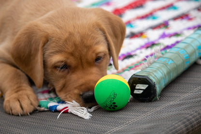 SPORTSPET mini Bounce 8pk - Puppy