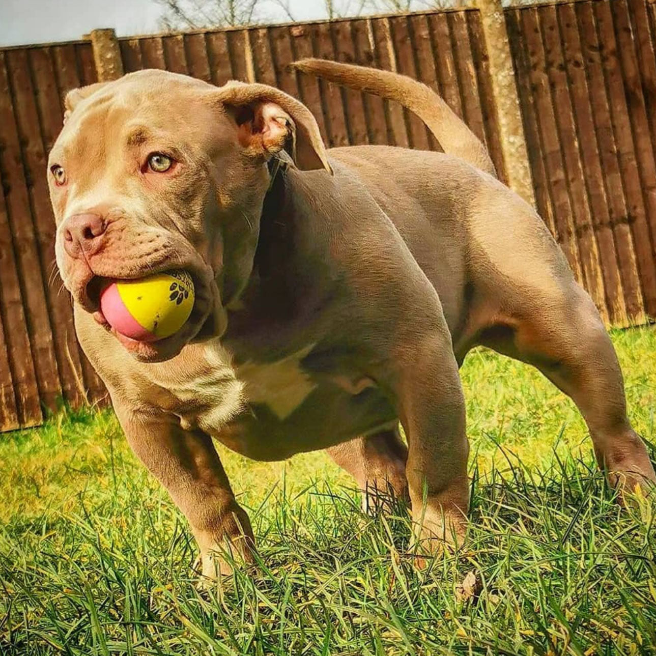 High bounce clearance dog balls